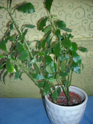 Dorstenia ganz.jpg