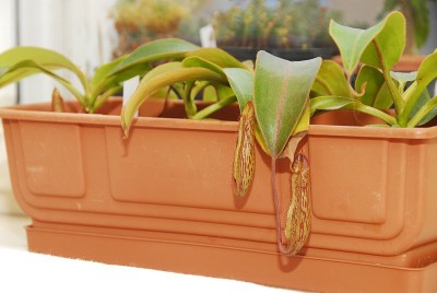dsc_0050_Nepenthes.jpg