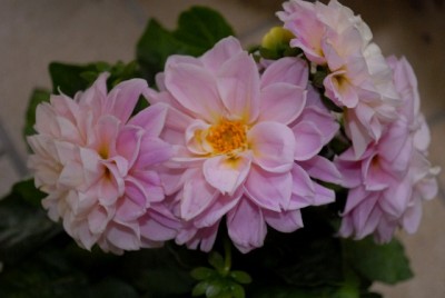 Dahlia213 009yy.jpg