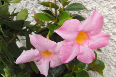 dipladenia.jpg