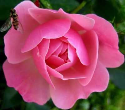 Garten-2013-1375.jpg