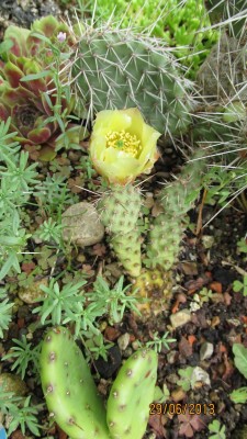 Garten 2013_2870.jpg