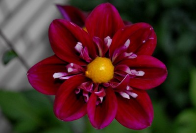 Balkon2013 185yy.jpg