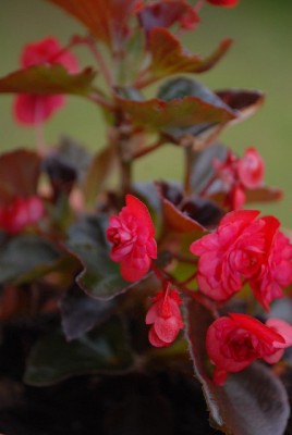 Balkon2013 183yy.jpg