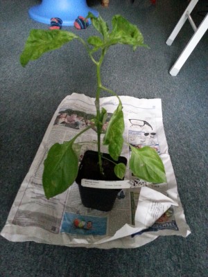 20130628_172512.jpg
