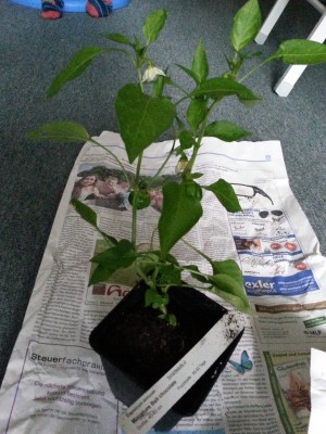 20130628_172316.jpg