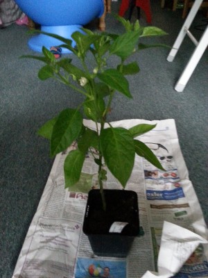 20130628_172249.jpg