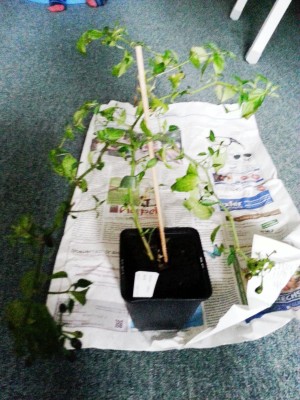 20130628_172210.jpg