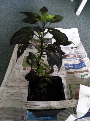 20130628_172149.jpg