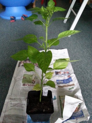 20130628_172133.jpg