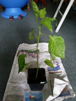 20130628_172117.jpg