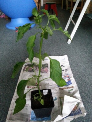 20130628_172102.jpg