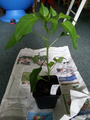 20130628_172011.jpg