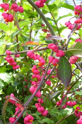 Euonymus europeaeus.jpg