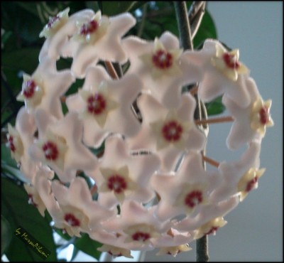 Carnosa Blüte.jpg