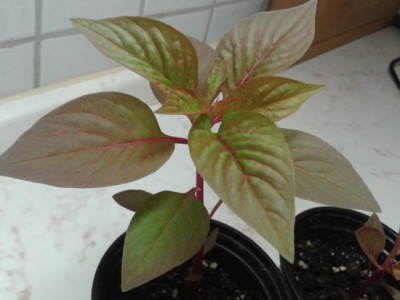 2013-06-30 22.46.14.jpg