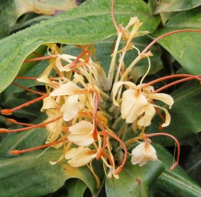 Hedychium gardnerianum - 001 (640x625).jpg