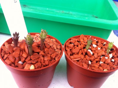 Stapelia.JPG
