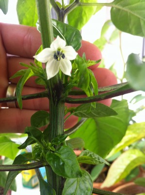 Pap_Blüte.JPG