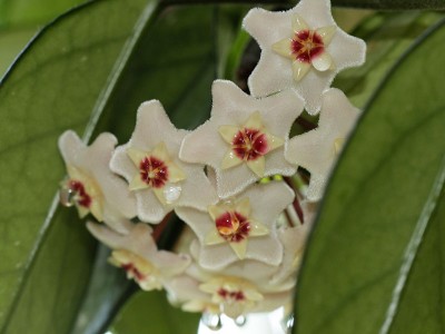 130701_hoya_carnosa_1.jpg