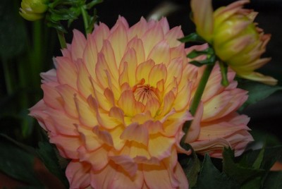 Dahlia213 014yy.jpg