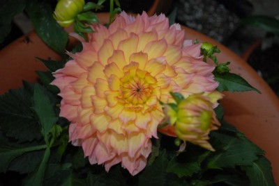 Dahlia213 013yy.jpg