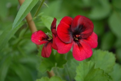 Pellis2013 183yy.jpg