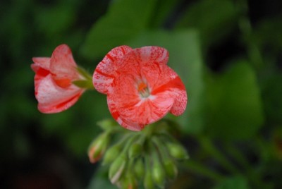 Pellis2013 181yy.jpg