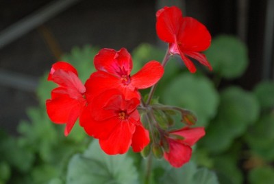 Pellis2013 179yy.jpg