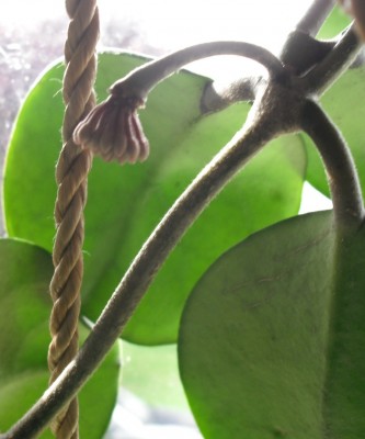 Obovata Pedunkel 01.07.13.jpg