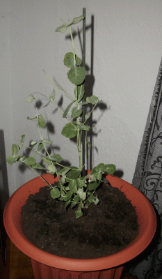 Eukalyptus 1A.gif