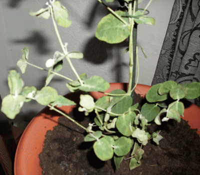 Eukalyptus 1C.gif