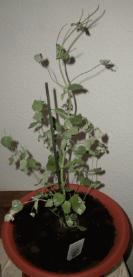 Eukalyptus 2A.gif
