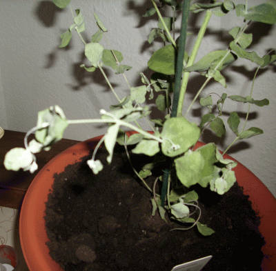 Eukalyptus 2C.gif