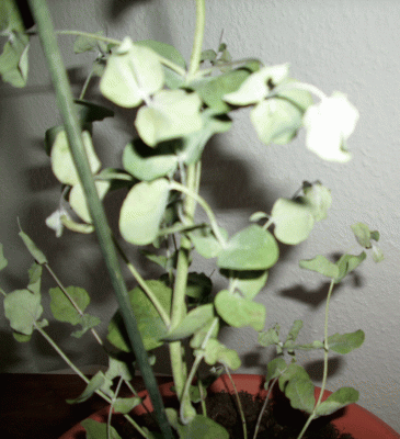 Eukalyptus 2D.gif