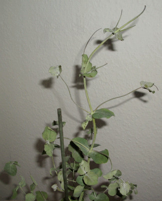 Eukalyptus 2E.gif