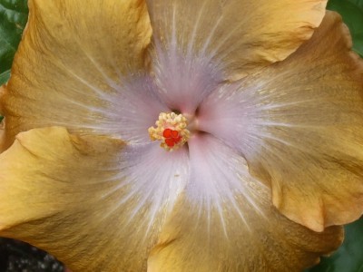 M. Boondah Gold.JPG