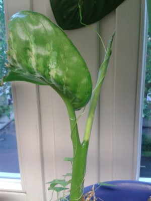 Dieffenbacchia 3.jpg