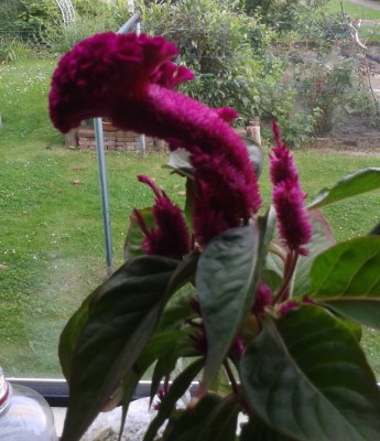 Celosia Übergewicht1.jpg