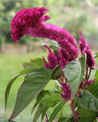 Celosia Übergewicht3.jpg