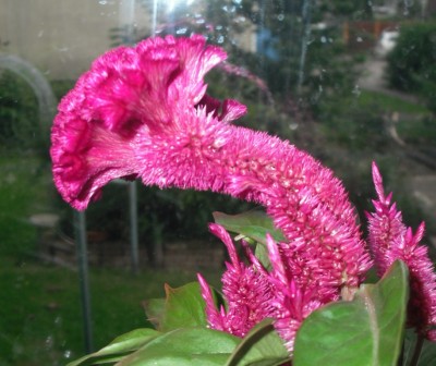 Celosia Übergewicht2.jpg