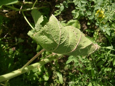 Stockrose2013.JPG