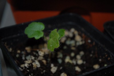 Pellis2013 193yy.jpg