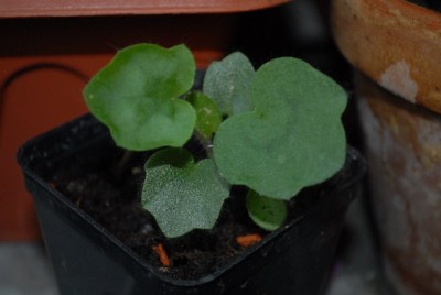 Pellis2013 192yy.jpg