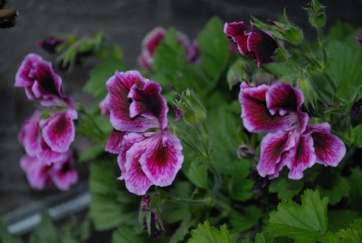 Pellis2013 189yy.jpg