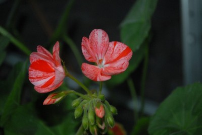 Pellis2013 187yy.jpg