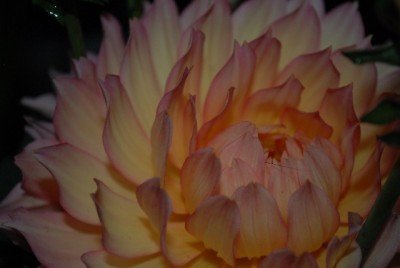 Dahlia213 018yy.jpg