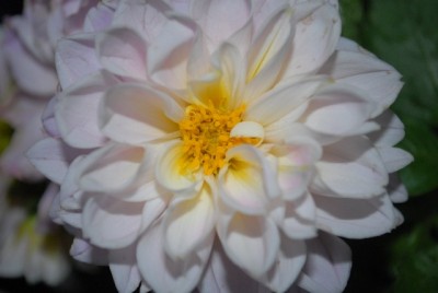 Dahlia213 016yy.jpg