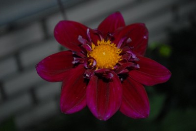 Dahlia213 015yy.jpg