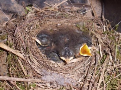 DSCI0592 - Kopie (640x480).jpg